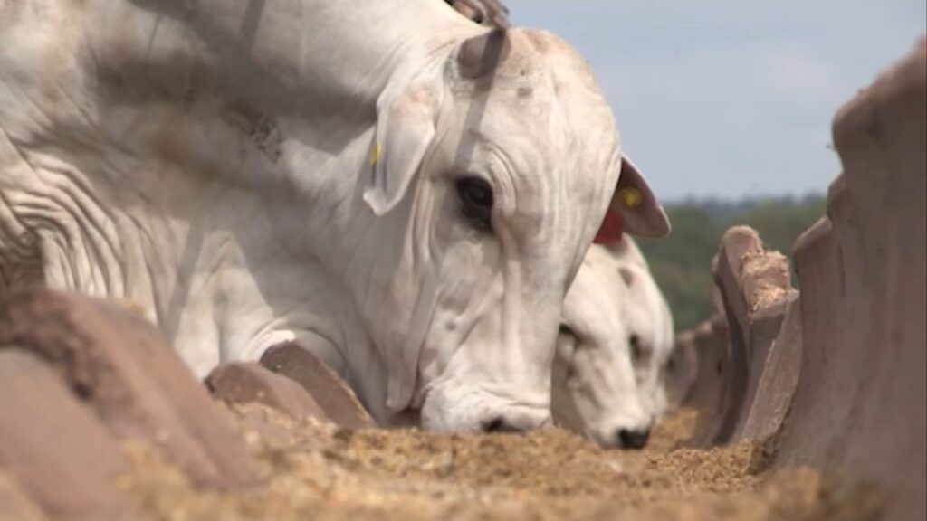 Aumento da demanda humana por soro de leite ’empurra’ concentrado de soja para a ração animal