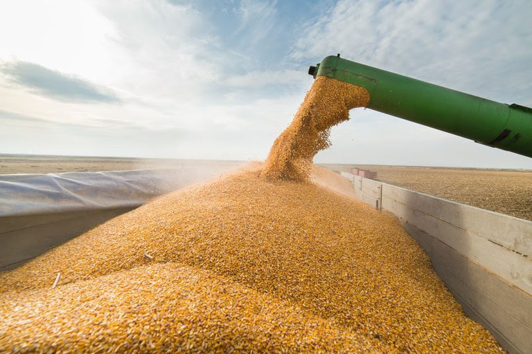 Safra de grãos no Amapá tem 19% de projeção de crescimento em 2025/26