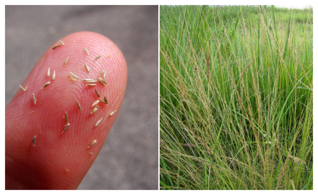 “Capim-capeta” pressiona produtividade das pastagens e acende alerta na pecuária