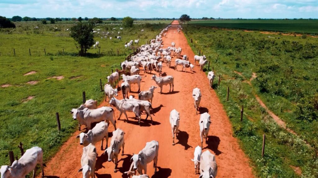 Nova Piratininga: maior fazenda do Brasil aposta na TIP para engorda de 10 mil animais