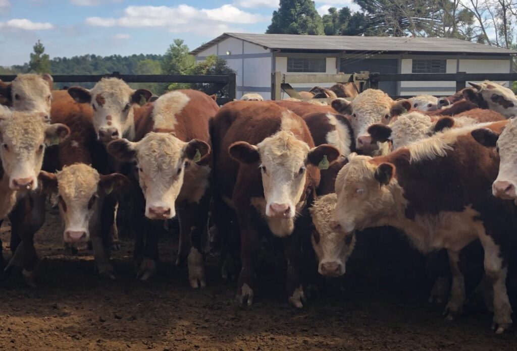 Certificação Hereford e Braford cresce 80% e aquece mercado