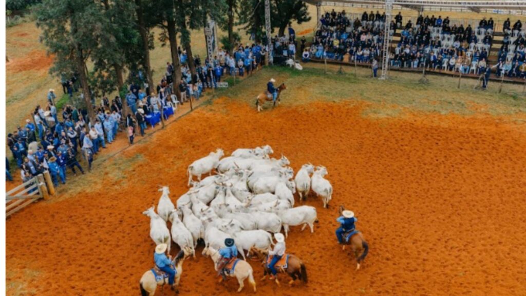 Agropecuária Maragogipe inova com ultrassonografia em gado; confira