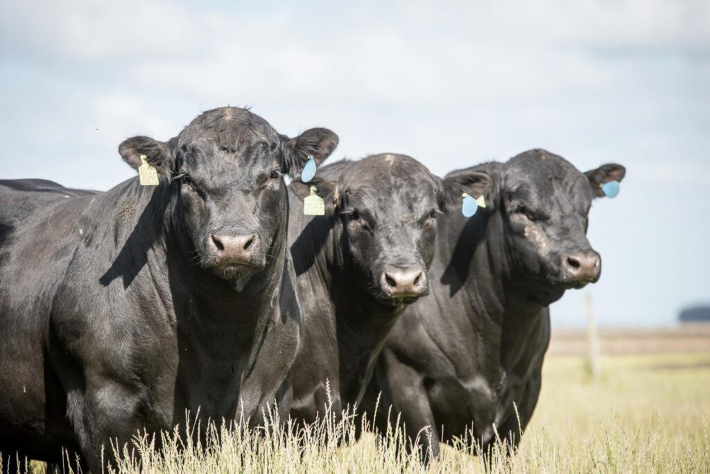 Raça angus avança em Rondônia e cresce 80% no uso de genética