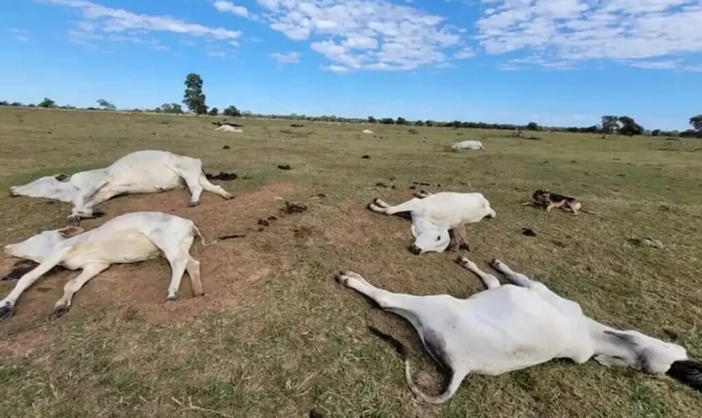 ‘Preparação para eventos extremos ainda é desafio’, diz Iagro sobre casos de morte de animais por hipotermia em MS