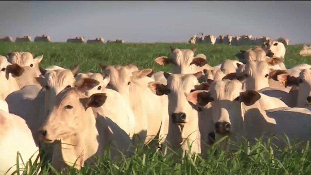 São Paulo exige atualização de rebanhos para movimentação animal