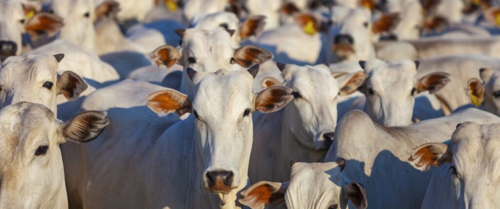 Pneumonia bovina: como proteger desempenho e eficiência no confinamento