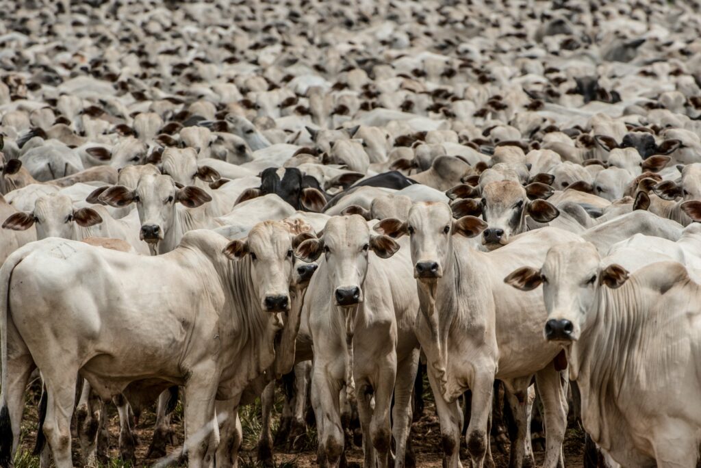 Arroba teve alta de 4,5% na semana, mas elevação não deve se sustentar no curto prazo