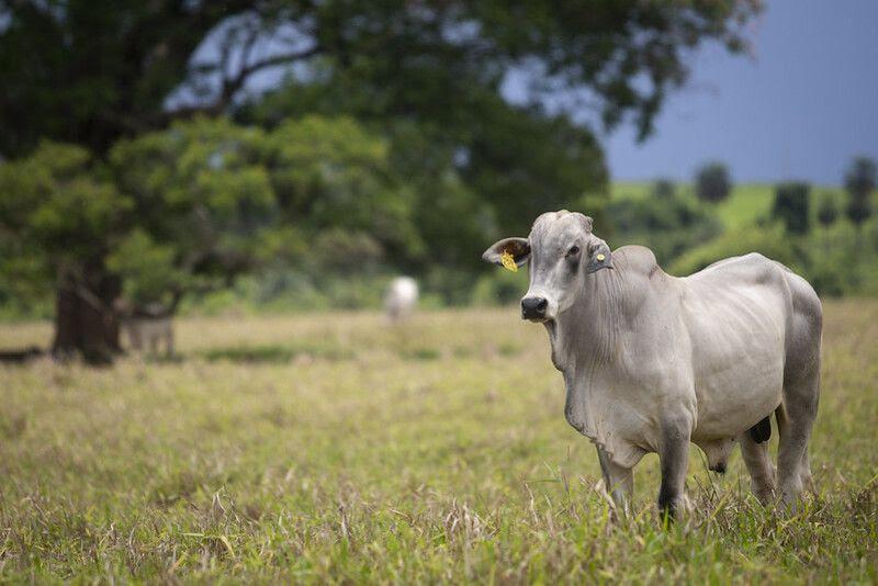 Mercado acomodado? Preços do boi gordo encerram o dia estáveis enquanto frigoríficos reavaliam estratégias