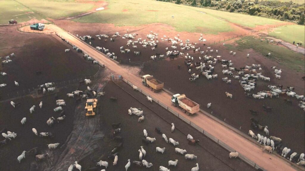 Brasil deve se aproximar de 10 milhões de bovinos confinados em 2026