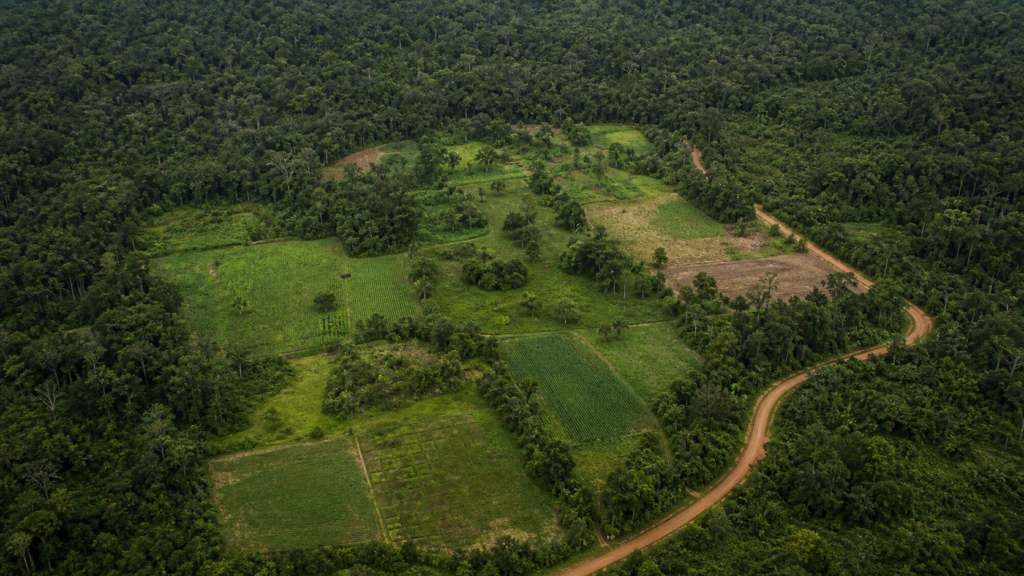 Conab e BNDES divulgam resultado preliminar do Amazônia Viva