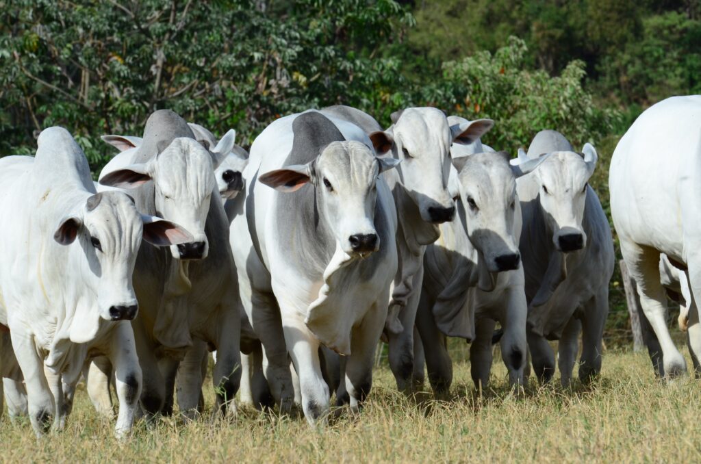 Genética bovina: MS recebe semana do programa Embrapa Geneplus