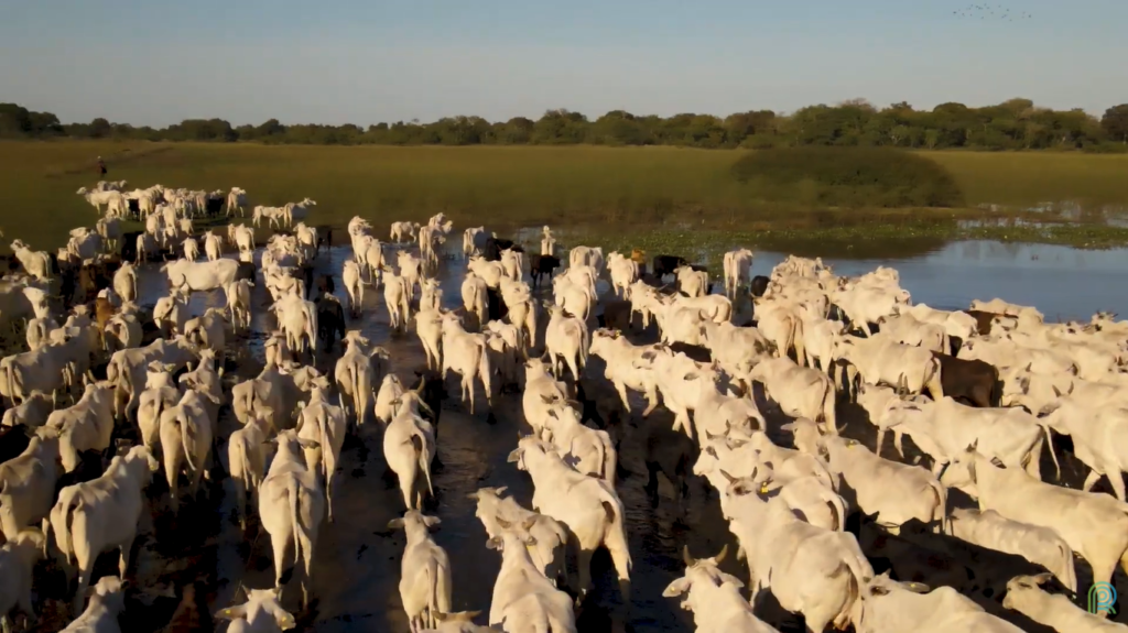 Pecuária pantaneira aposta em genética e manejo para produzir carne de qualidade
