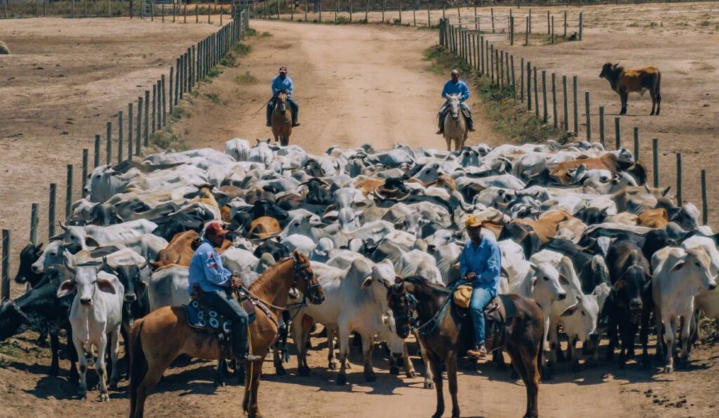 Antimicrobianos serão proibidos? Arroba será afetada? Como fica o pecuarista? Scot responde