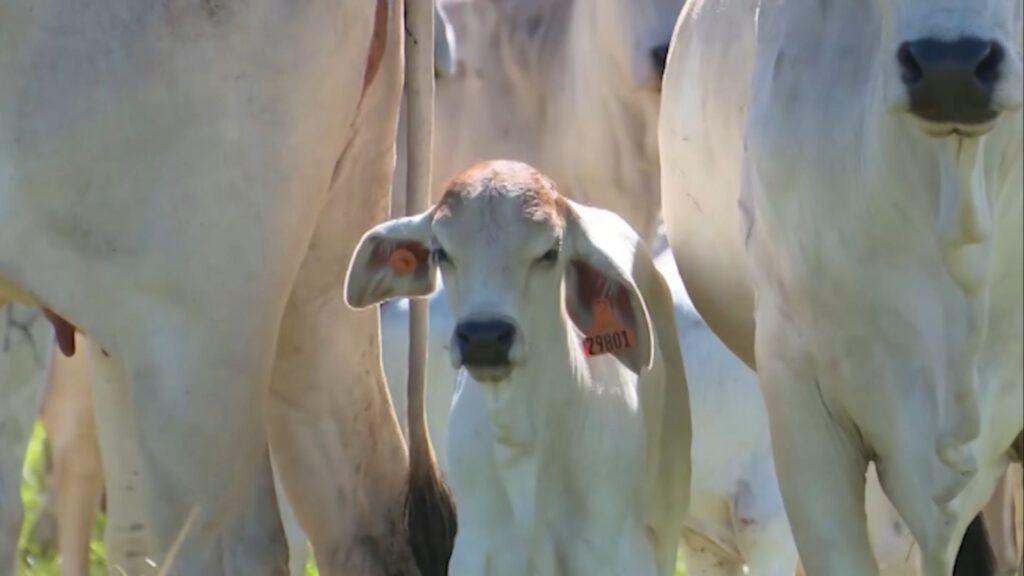 Estudo aponta falha em antiparasitário e nova alternativa contra a bicheira de umbigo