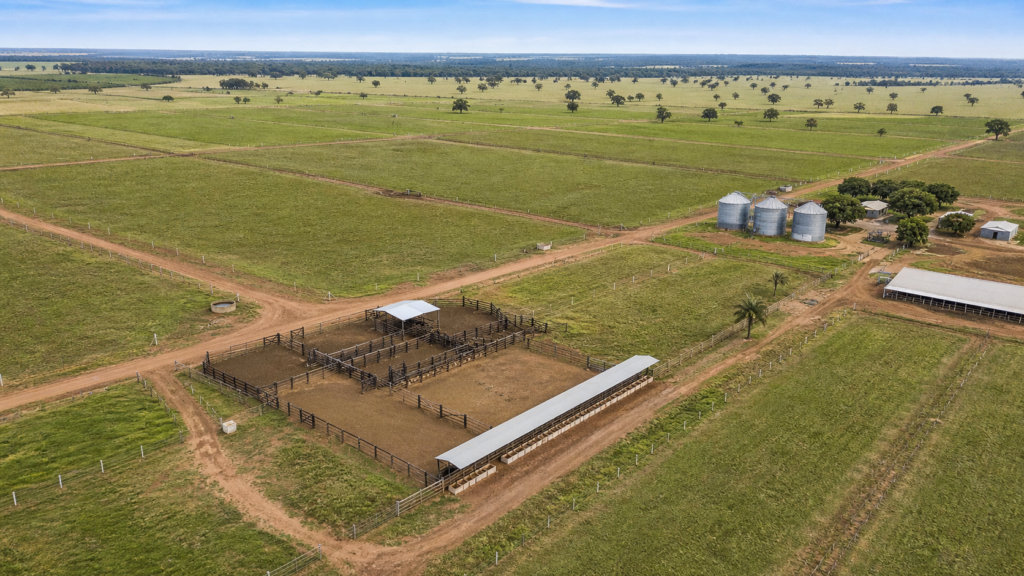 Mato Grosso abate 45% dos bovinos com até 24 meses no 1º semestre