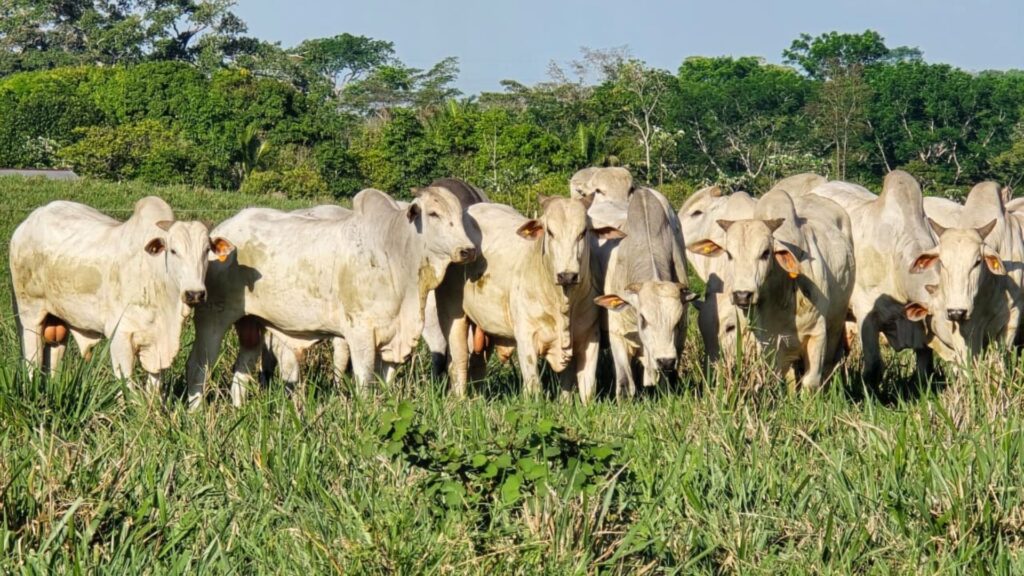 Estação de monta: veterinário lista cuidados para preparar o gado; confira