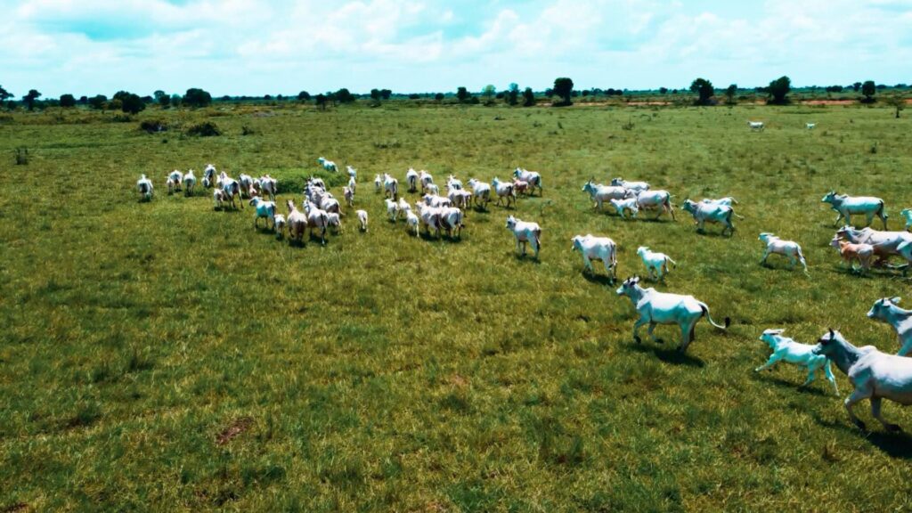 Vacas, novilhas ou machos? Veja qual categoria exige mais atenção na estiagem