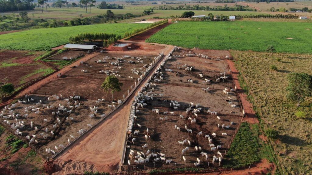 Pneumonia bovina: doença reduz ganho de peso e provoca perdas no confinamento; veja como prevenir