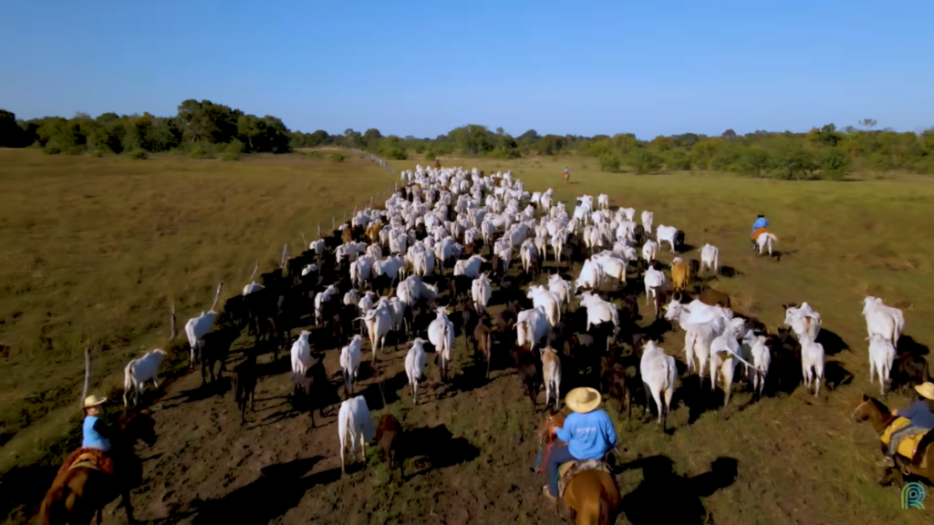 Pecuária responde por um terço da proteína global, revela FAO