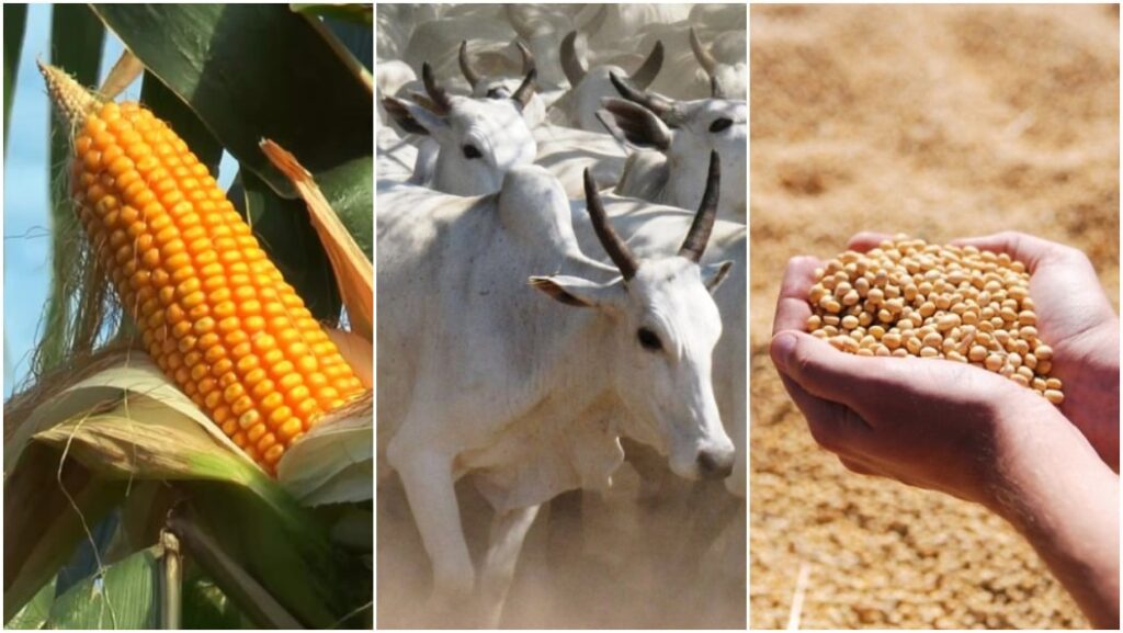 Nova série de lives do Canal Rural te coloca por dentro do preço das principais commodities do país