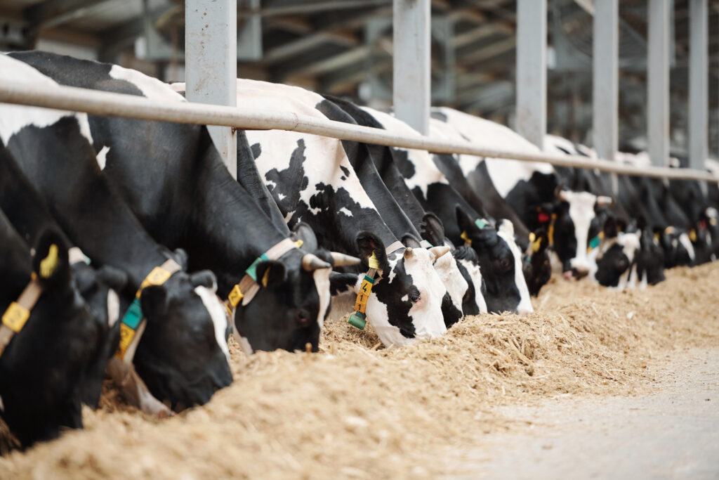 ‘Se nada for feito’: RS pode ter menos de 3 mil produtores de leite em 25 anos