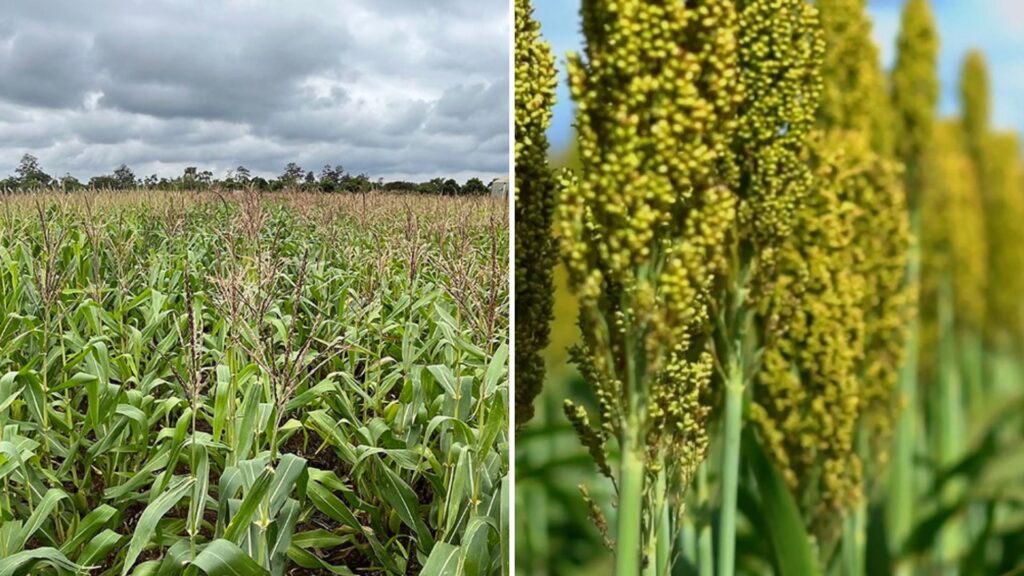 Milho ou sorgo: qual a melhor escolha para a dieta de alta energia?
