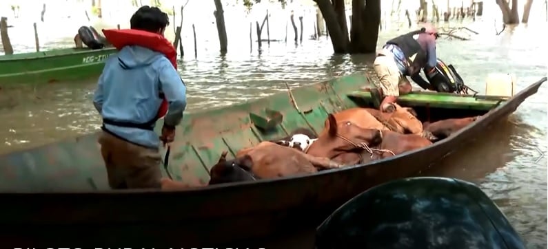 El Niño ameaça inundar áreas de pecuária e força retirada de milhares de bois na Argentina