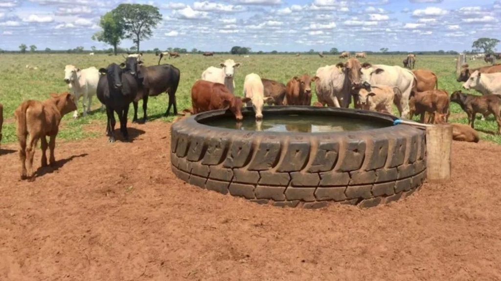 veja qual oferece mais vantagens para o gado