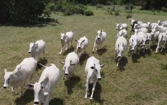 Arroba do boi gordo chega a R$ 380 e bate recorde histórico de mais de 30 anos, aponta Cepea