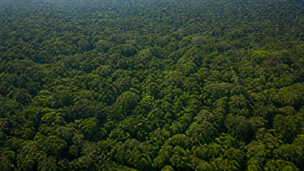 Países Baixos anunciam US$ 500 milhões para fundo florestal criado pelo Brasil